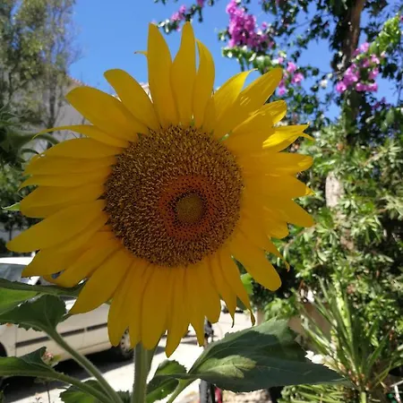 Andrijasevic Makarska