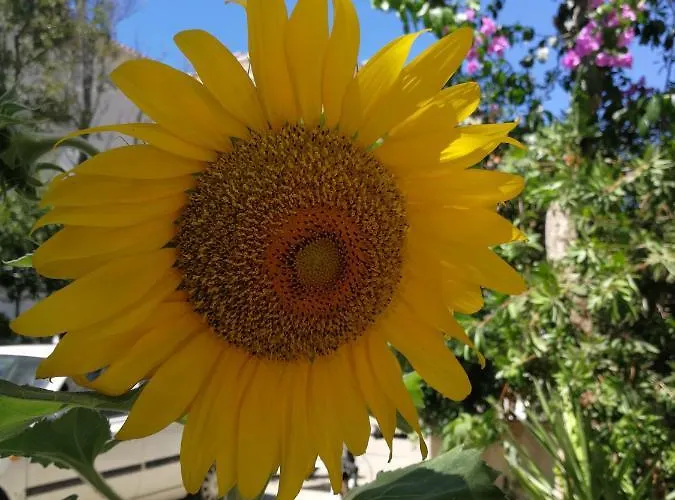 Andrijasevic Makarska